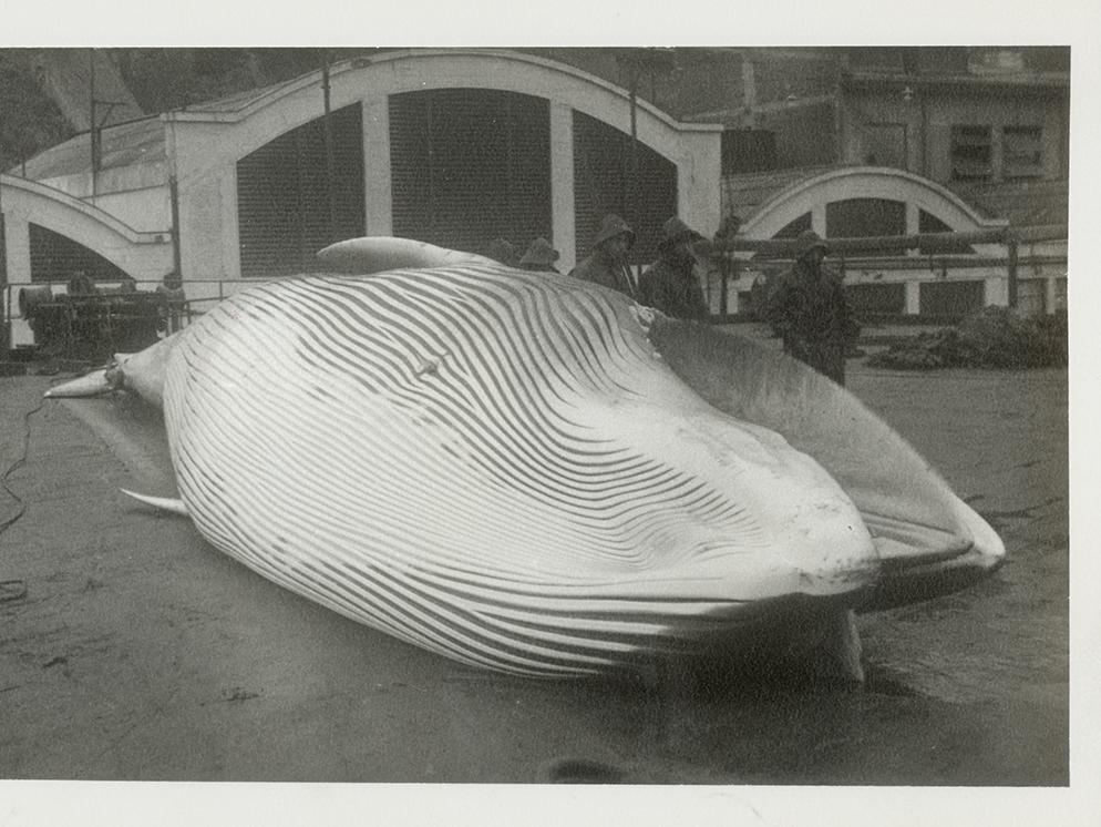 Ballena de aleta en la planta de Quintay