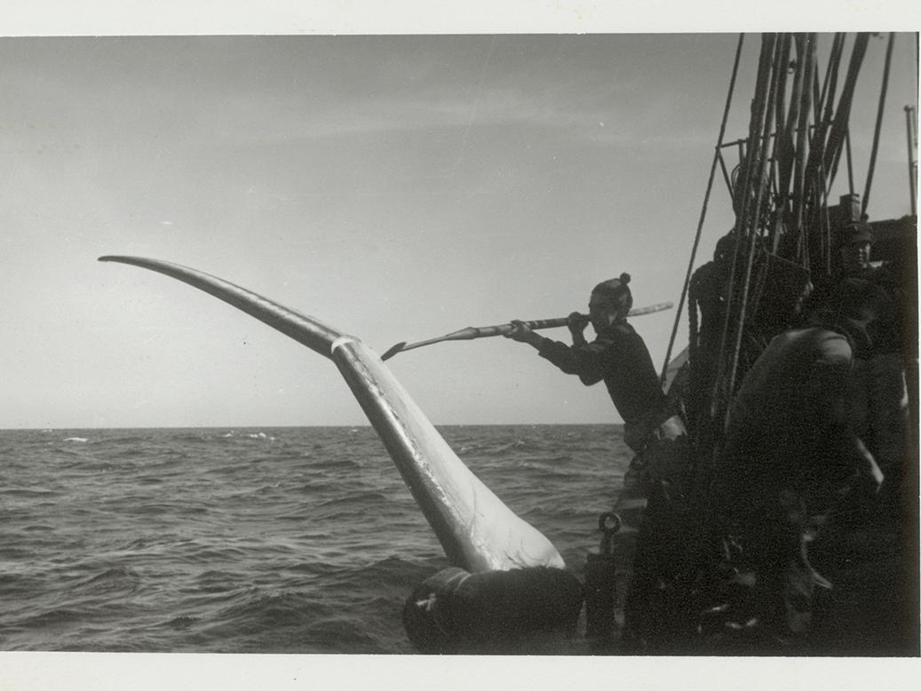 Ballena de aleta cazada por el Indus 11